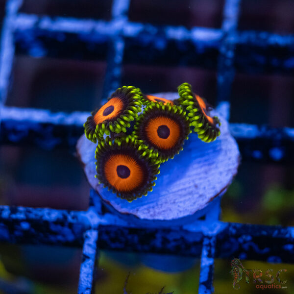 Eagle Eyes Zoa A12