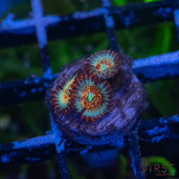 Seduction X Whitewalker Zoa B01