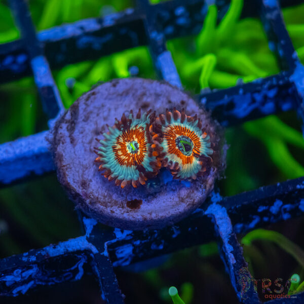 Seduction X Whitewalker Zoa B02