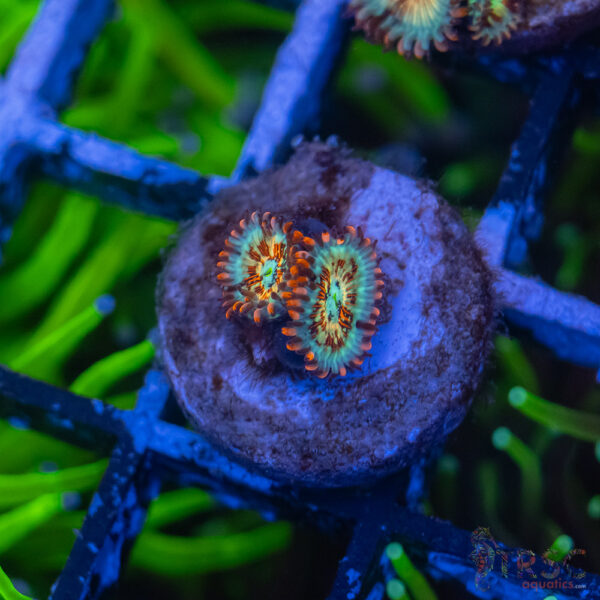 Seduction X Whitewalker Zoa B03