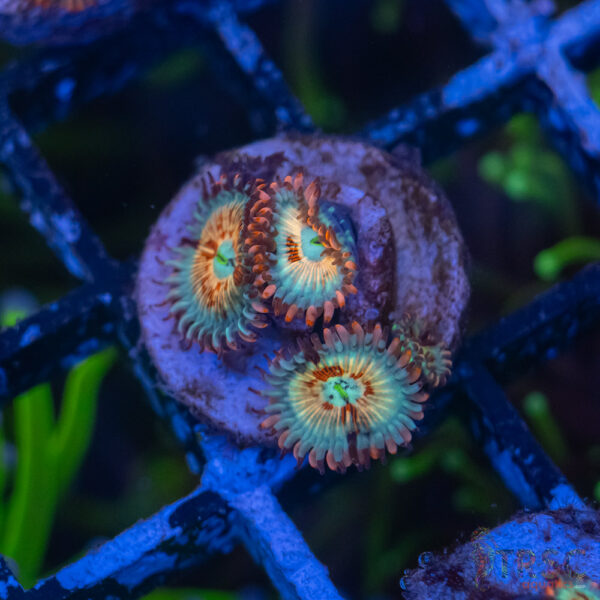 Seduction X Whitewalker Zoa B04