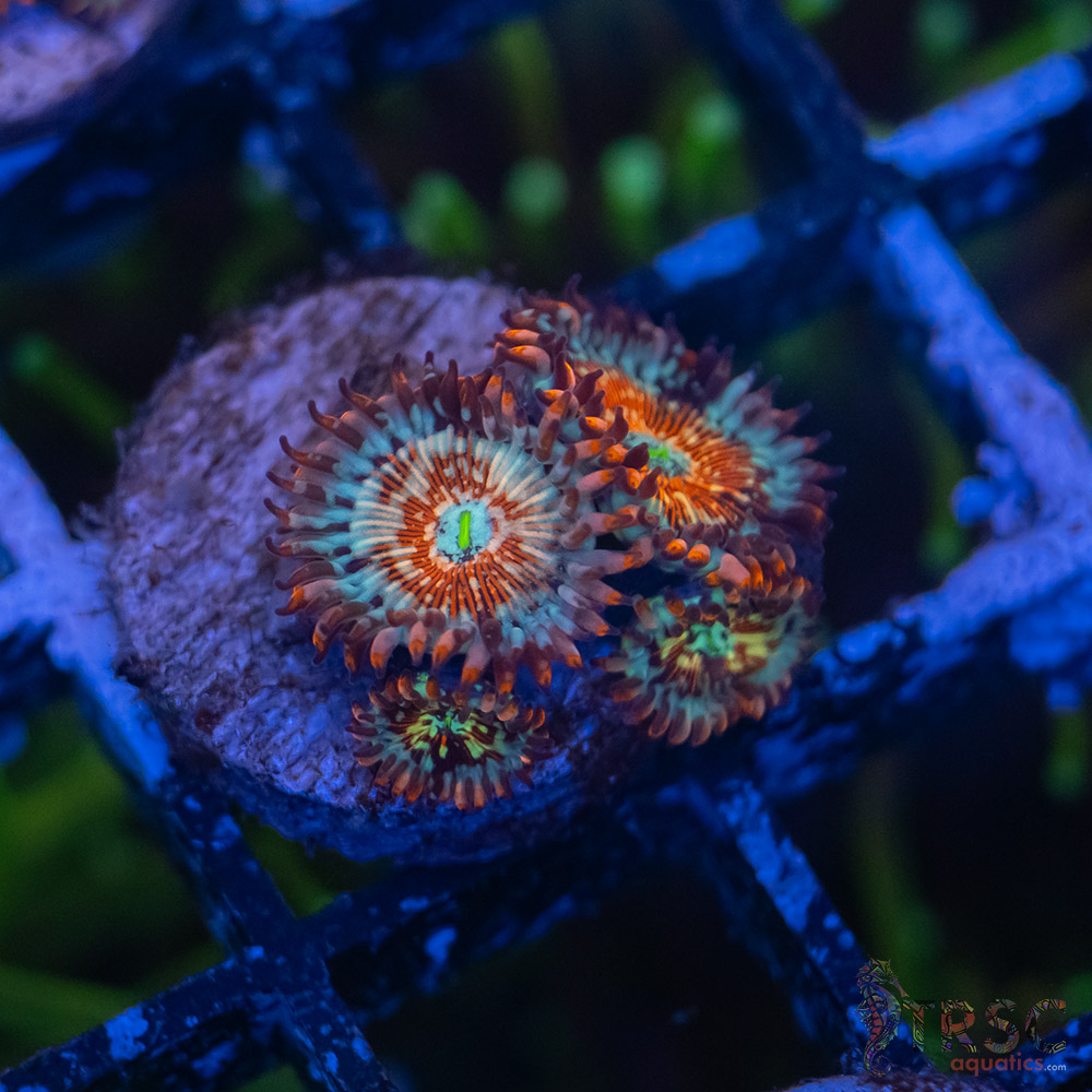 UTS080325 ZOA B05