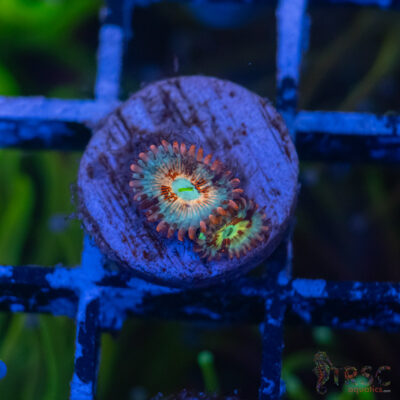 Seduction X Whitewalker Zoa B06