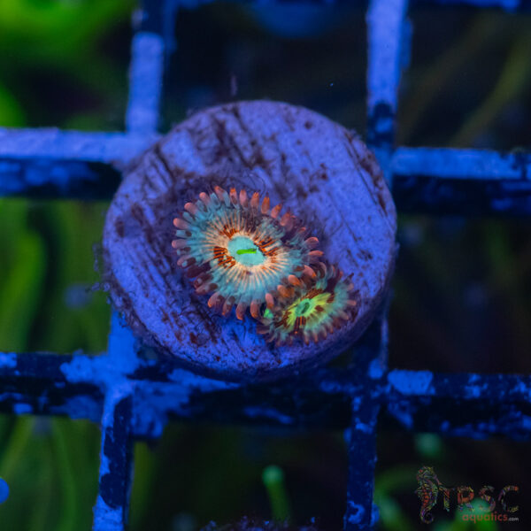Seduction X Whitewalker Zoa B06