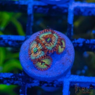 Seduction X Whitewalker Zoa B07