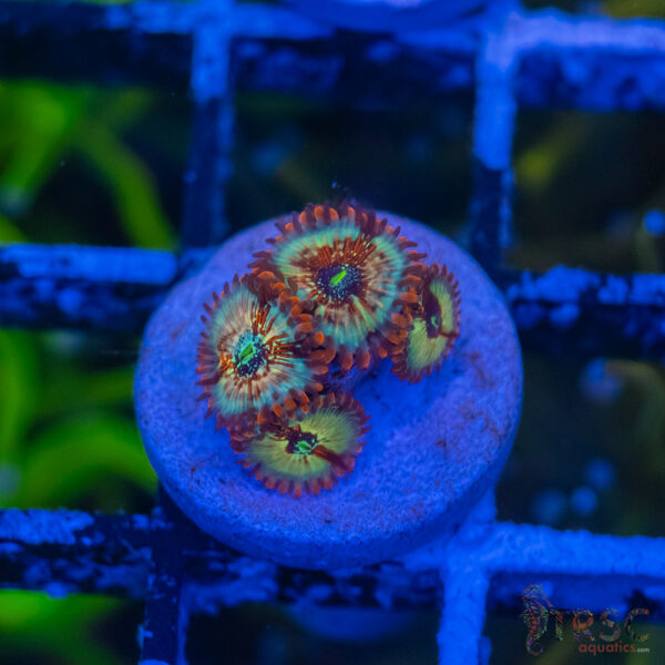 Seduction X Whitewalker Zoa B07