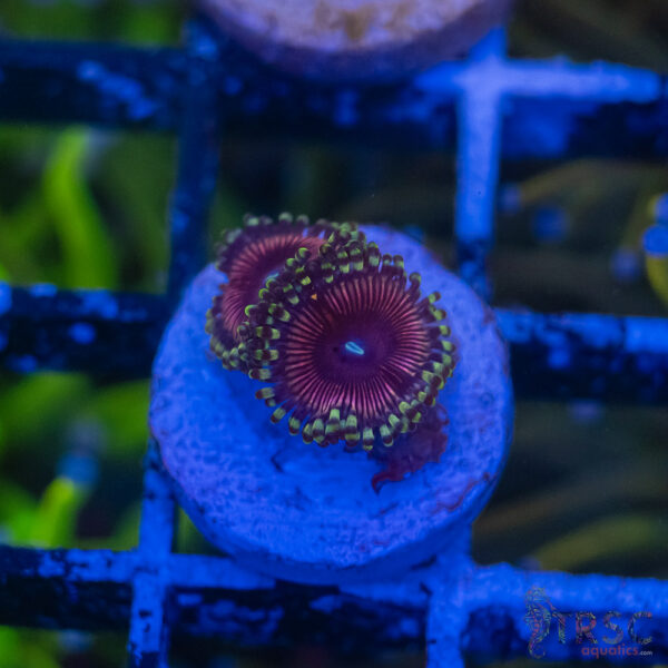 CB Cherry Sour Zoa B08
