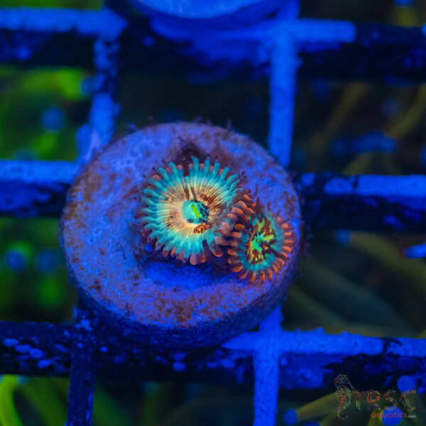 Seduction X Whitewalker Zoa B09