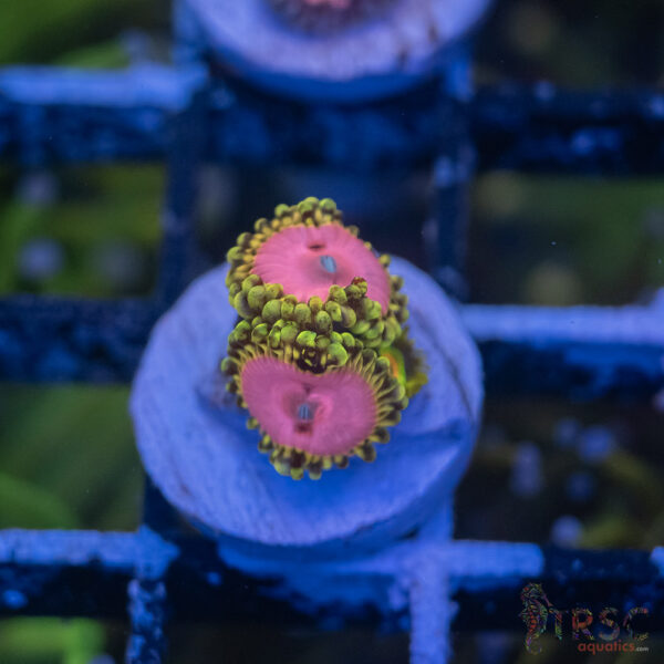 Pink Diamonds Zoa B10