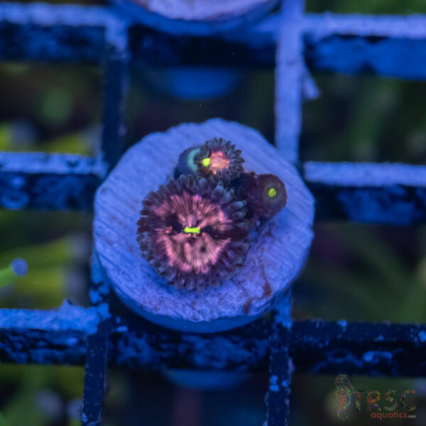 Pink Galaxy X Rose Nebula Zoa B11