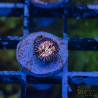 Pink Galaxy X Rose Nebula Zoa B12