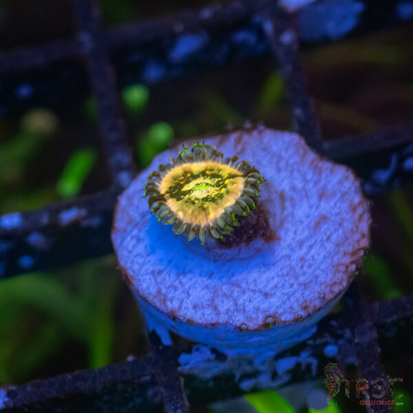 TR Ding Dang Zoa C01