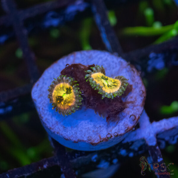 TR Ding Dang Zoa C02