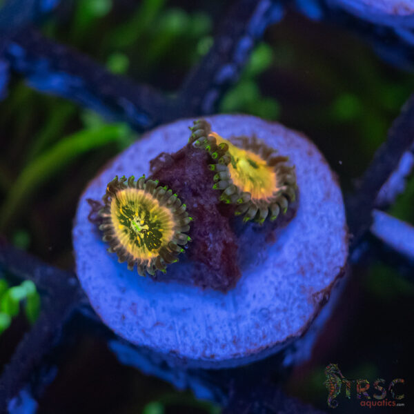 TR Ding Dang Zoa C03