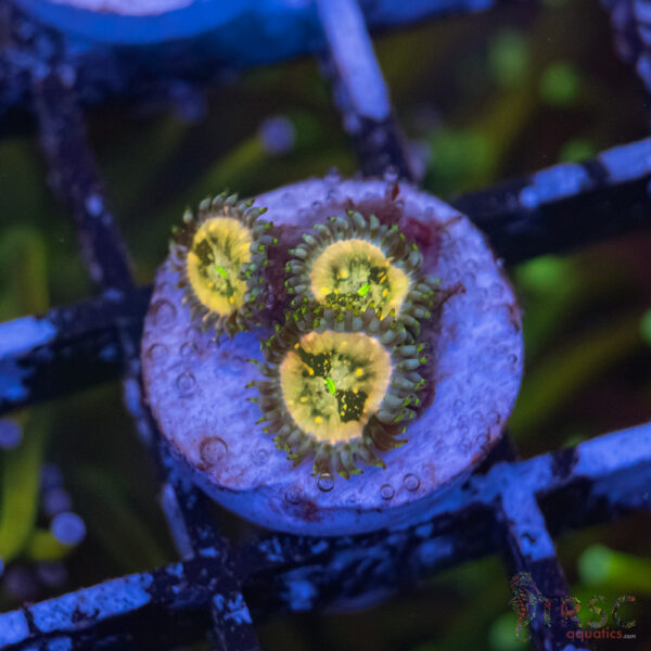 TR Ding Dang Zoa C08