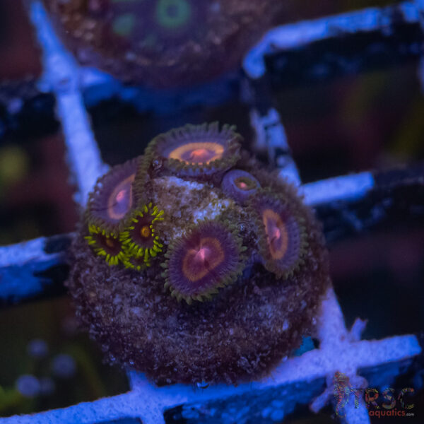 BCA Nips Zoa C10