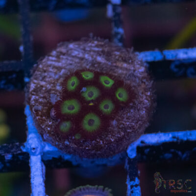 Dez Star Zoa C11