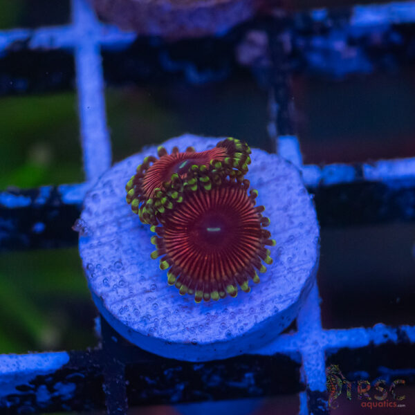 CB Cherry Sour Zoa C12