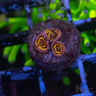 Everlasting Gobstopper Zoa D13