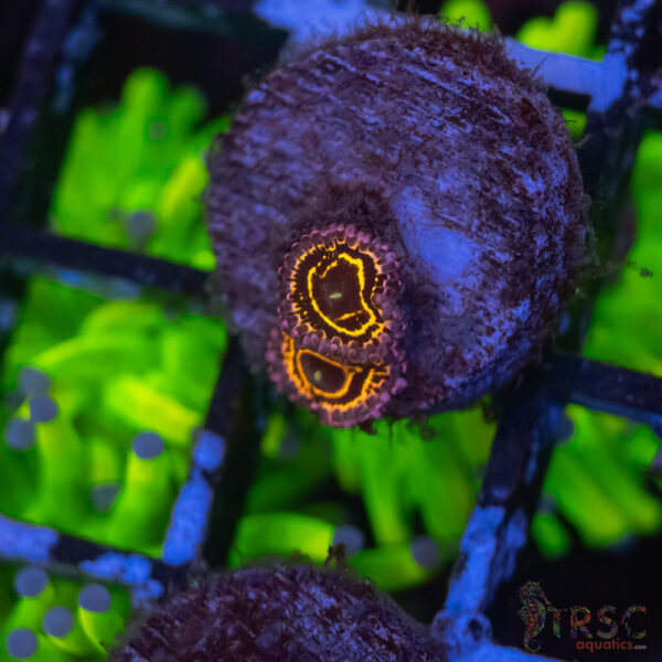 Stratosphere Zoa D02