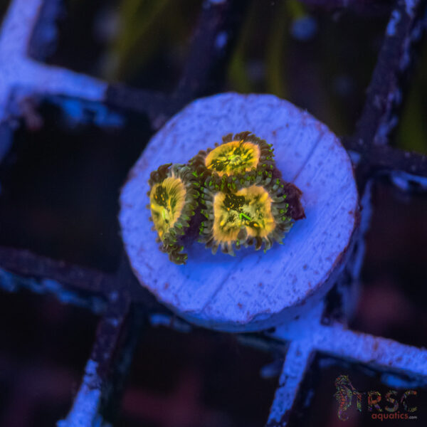 TR Ding Dang Zoa D03