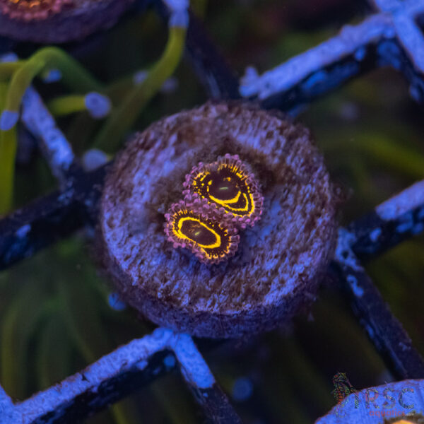 Stratosphere Zoa D04