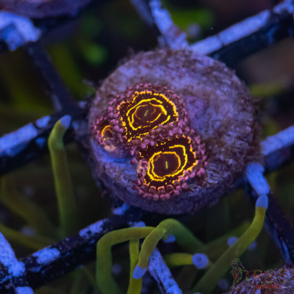 Stratosphere Zoa D05