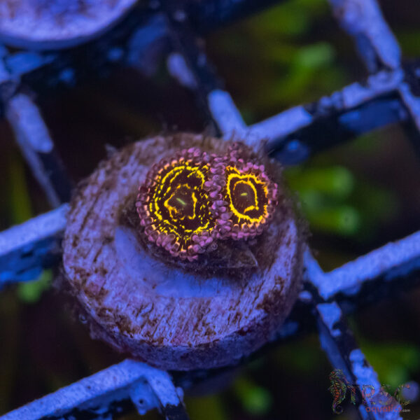 Stratosphere Zoa D06