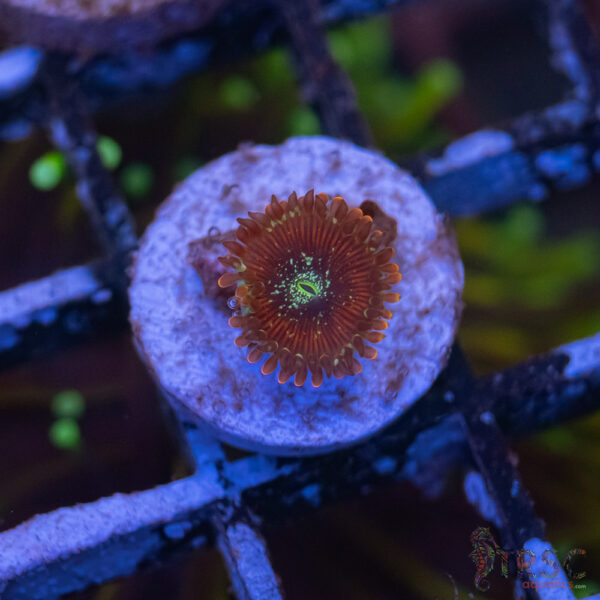 Magician Zoa D07