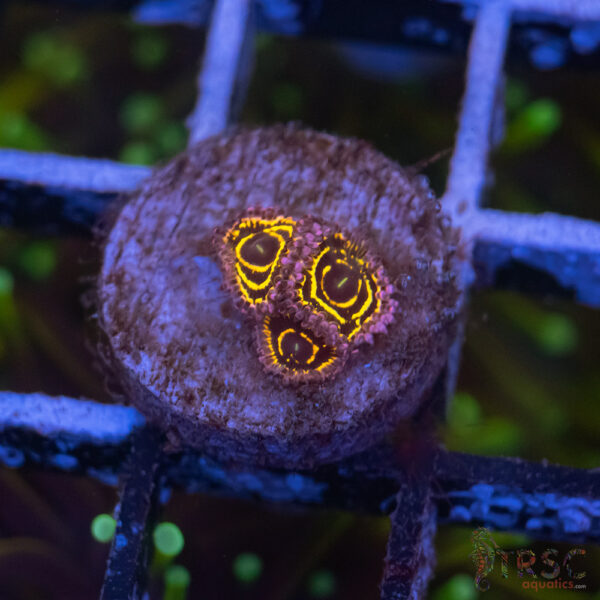 Stratosphere Zoa D08