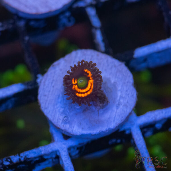 Everlasting Gobstopper Zoa D09