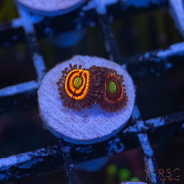Everlasting Gobstopper Zoa D10