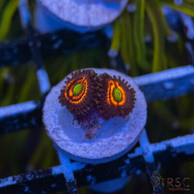 Everlasting Gobstopper Zoa D11