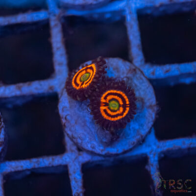 Everlasting Gobstopper Zoa D12