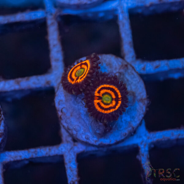 Everlasting Gobstopper Zoa D12