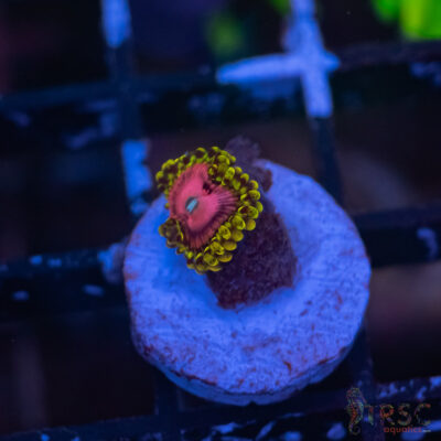 Pink Diamonds Zoa E01