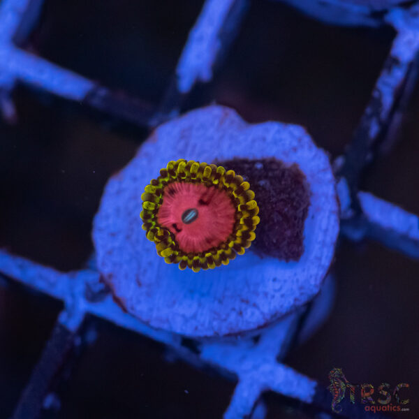 Pink Diamonds Zoa E02