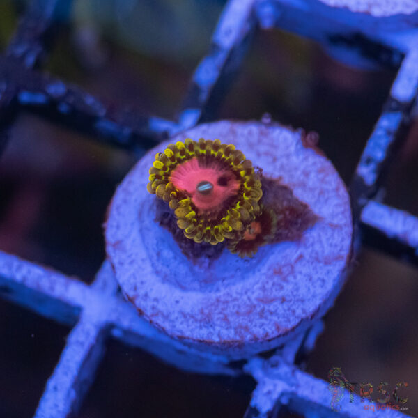 Pink Diamonds Zoa E03