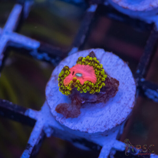 Pink Diamonds Zoa E04