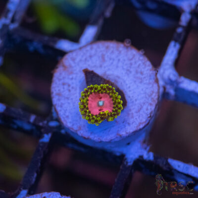 Pink Diamonds Zoa E05