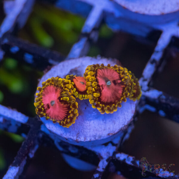 Pink Diamonds Zoa E06