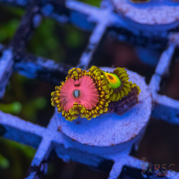 Pink Diamonds X Rasta Zoa E07
