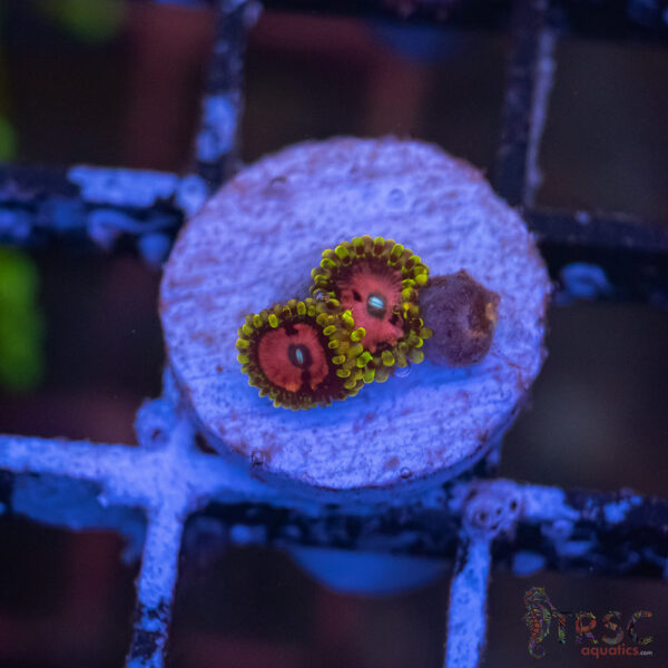 Pink Diamonds Zoa E08