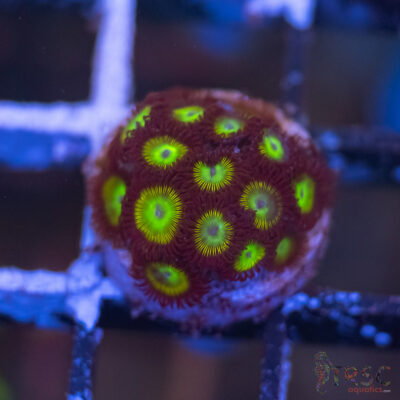 Desert Star Zoa E09