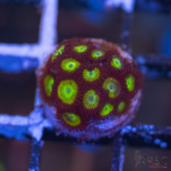 Desert Star Zoa E09
