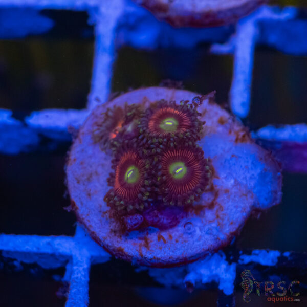 Candy Apple Red Zoa E10