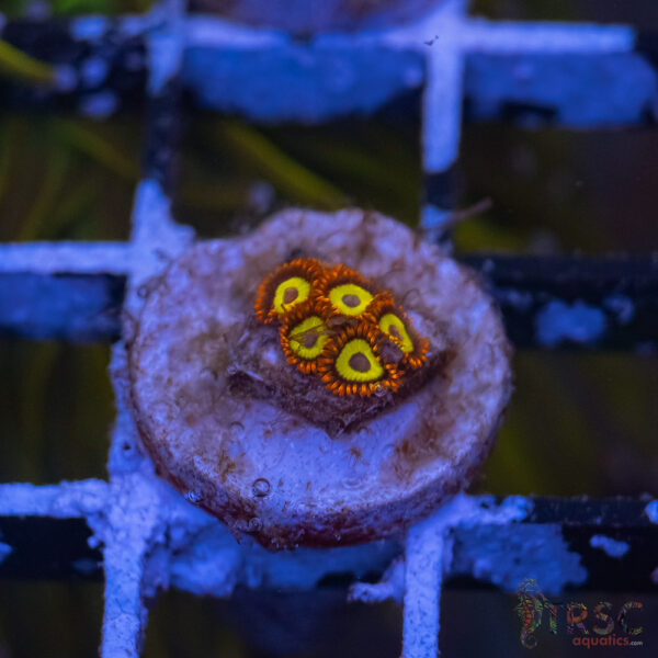 Fruit Loops Zoa E11