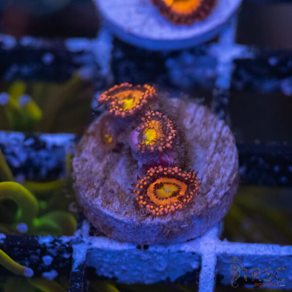 Sakura Zoa E12