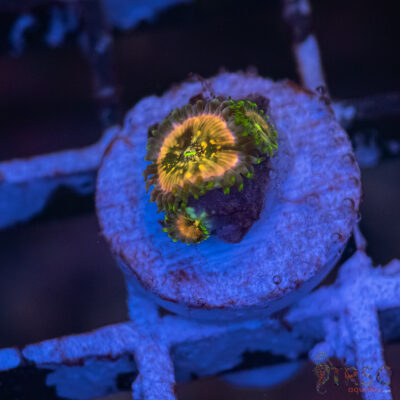 Pink Krakatoa Zoa F13