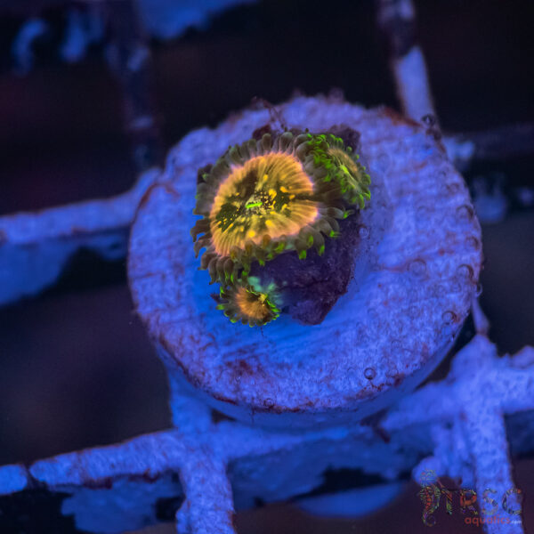 TR Ding Dang Zoa F01